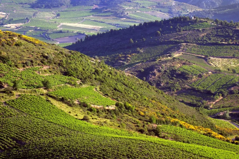Domaine Lérys vignerons occitans