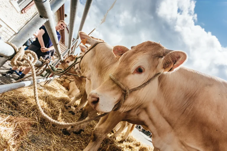 Fête de la Blonde d'Aquitaine à Sauveterre de Béarn, Le béarn des gaves