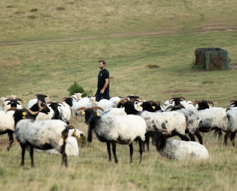moutons en pays basque