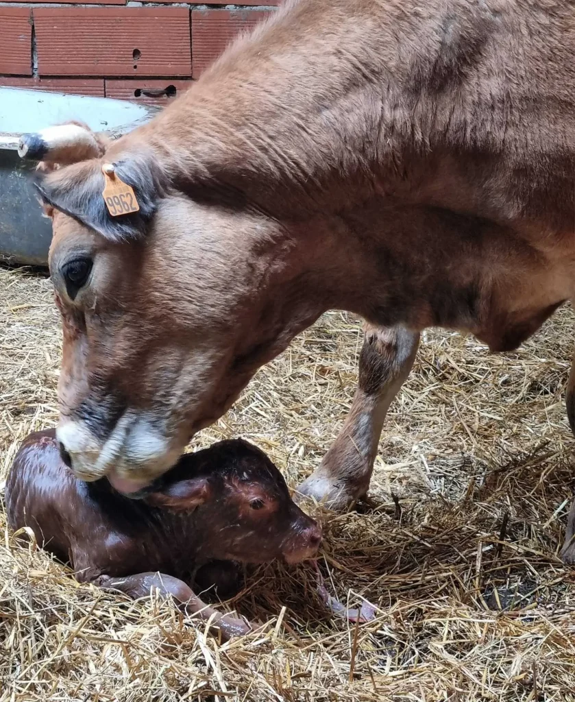 vaches à castelnaudary